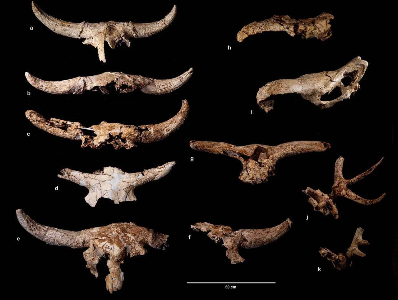 Некоторые из наиболее сохранившихся костей из пещеры