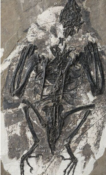 Фотографія скелету птаха Cratonavis zhui, якому 120 мільйонів років