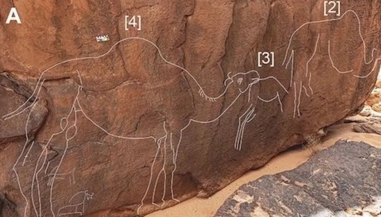 Unique rock carvings found in Saudi Arabia: photos