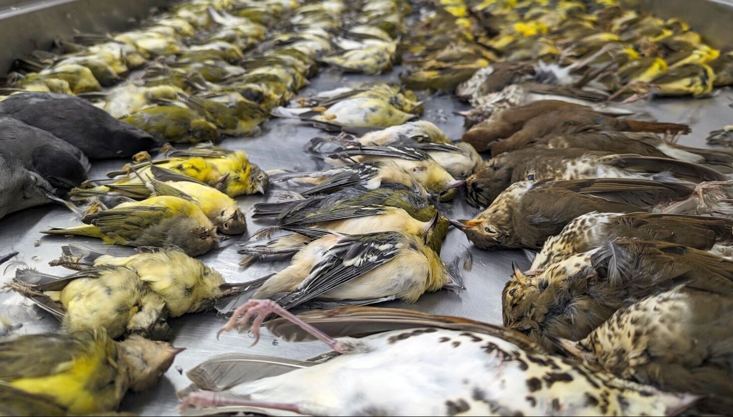 Массовое самоубийство: в США тысяча птиц атаковала здание и упала замертво (фото и видео)
