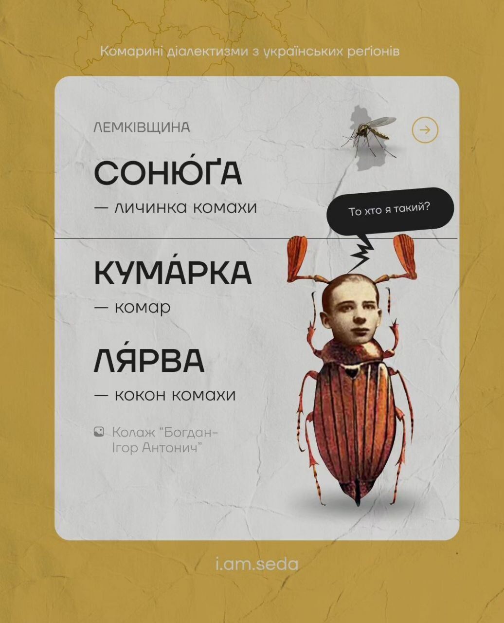 Цинцар, овадня та лярва: що спільного в українських ''комариних діалектизмах''