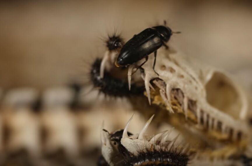 Их считали пропавшими: редкие плотоядные жуки атаковали остров в Великобритании (видео, фото)