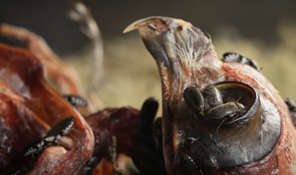 Їх вважали зниклими: рідкісні м'ясоїдні жуки атакували острів у Великій Британії (відео, фото)