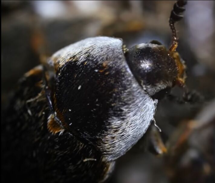 Їх вважали зниклими: рідкісні м'ясоїдні жуки атакували острів у Великій Британії (відео, фото)