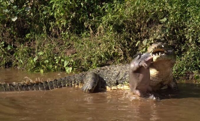 Ogromny krokodyl w Kenii połyka nowo narodzonego hipopotama (rzadkie wideo)