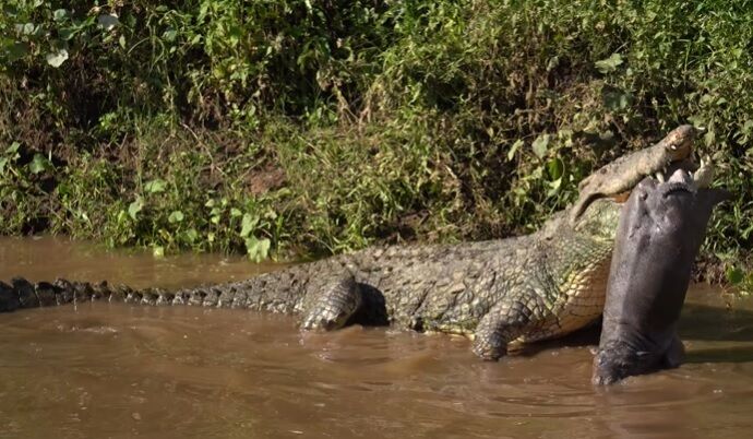 Huge crocodile in Kenya swallows newly born hippo (rare video)