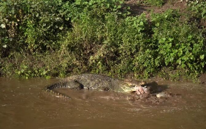 Огромный крокодил в Кении проглотил только что родившегося бегемота (редкое видео)