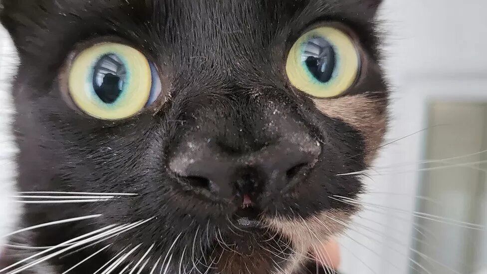 Cat with two  noses was  found in Britain (photo)