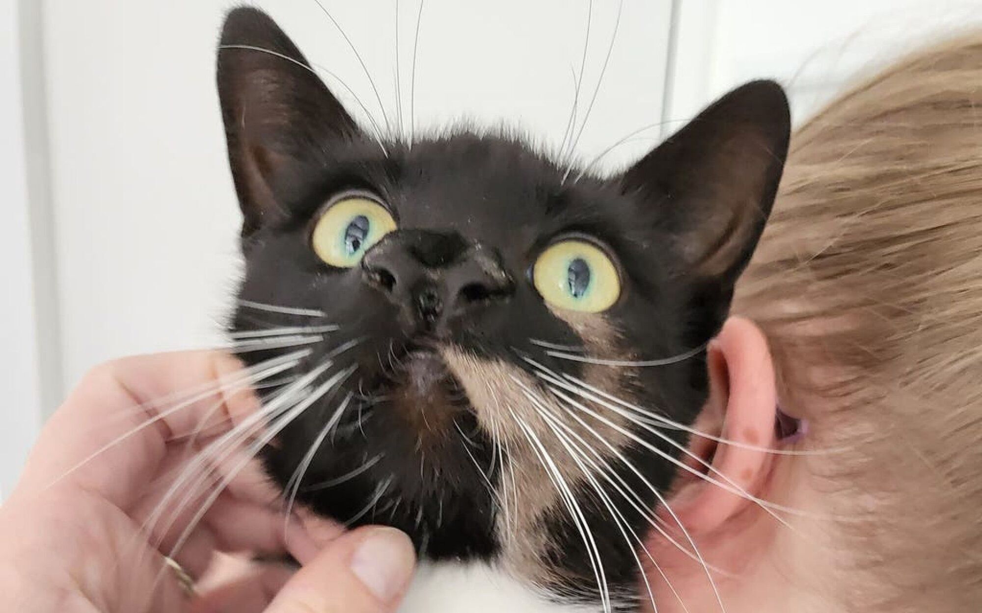 Cat with two  noses was  found in Britain (photo)