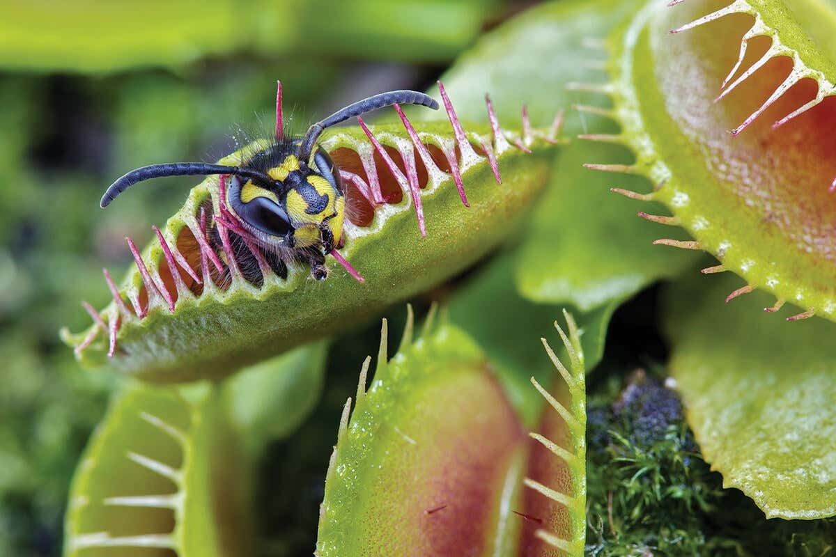 Venus flytrap