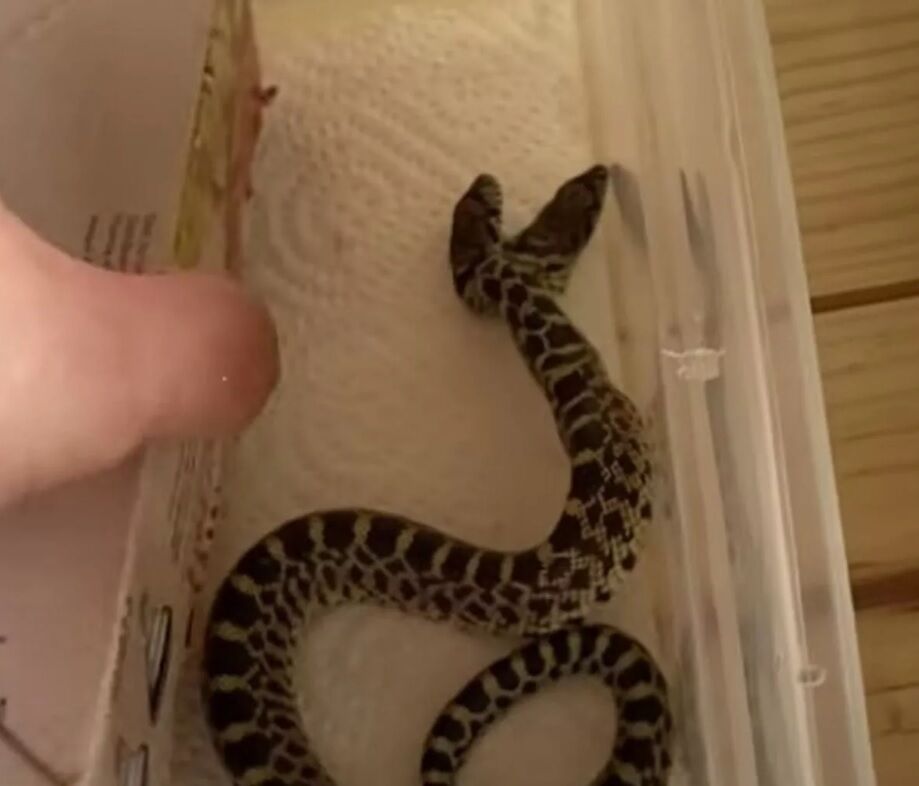 В доме американца вылупилась редкая двухголовая змея (фото и видео)