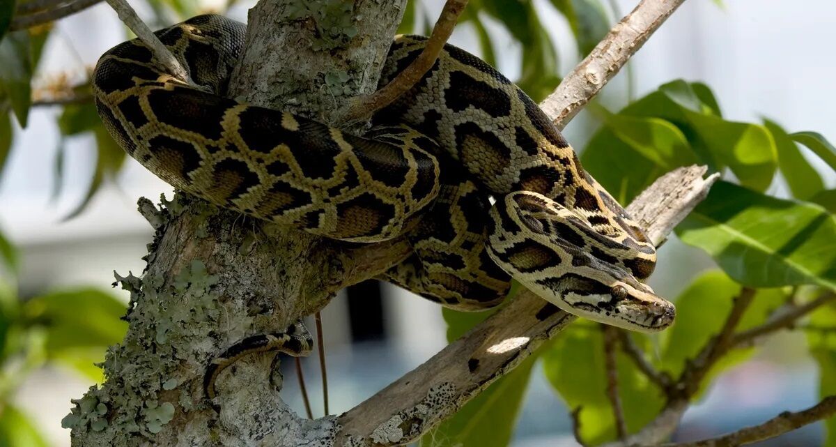 Hybrid pythons found ''fighting snakes'' in Florida (photo)