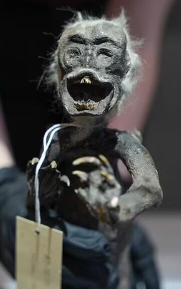 The mystery of the ''Fiji Mermaid'' solved: the creature is a mutant of fish, monkey, and reptile (photo)