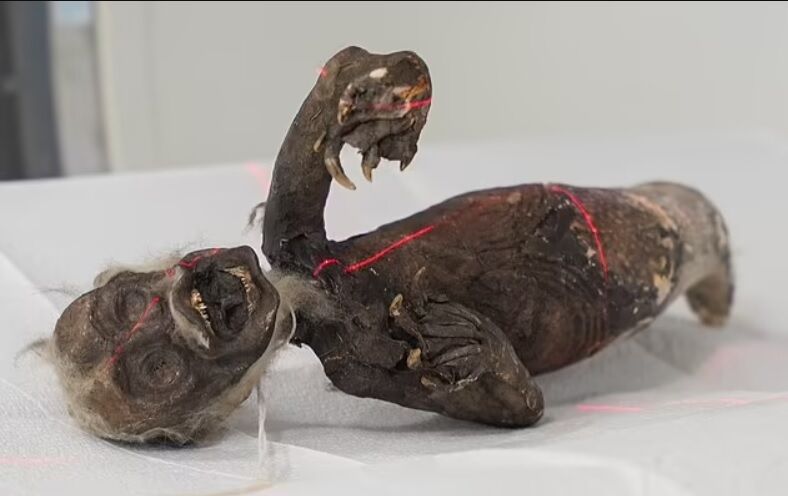 The mystery of the ''Fiji Mermaid'' solved: the creature is a mutant of fish, monkey, and reptile (photo)