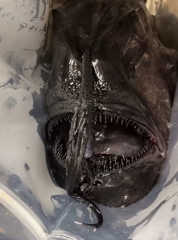 На пляж в Калифорнии выбросило глубоководную рыбу-монстра: фото и видео