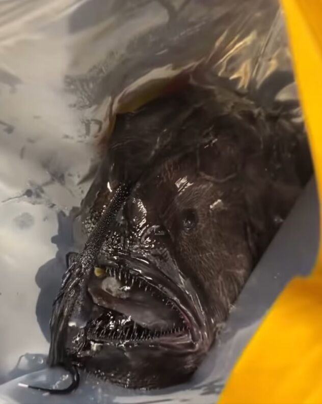 На пляж у Каліфорнії викинуло глибоководну рибу-монстра: фото та відео