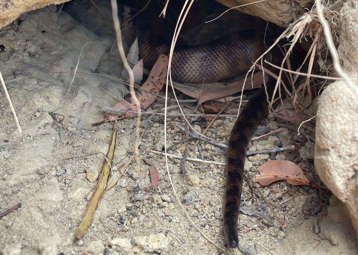 Cannibalistic python caught on camera in Australia: photo 