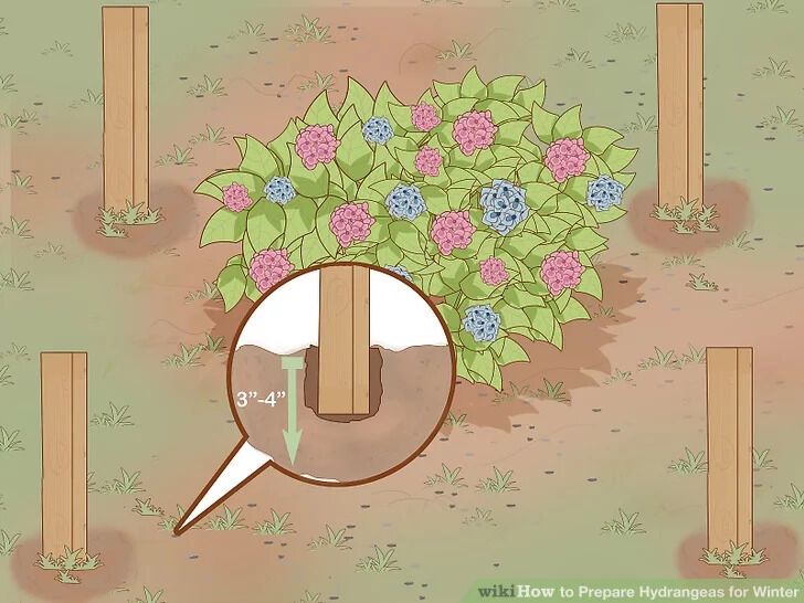 It is necessary to create a ''cage'': how to properly prepare hydrangeas for winter