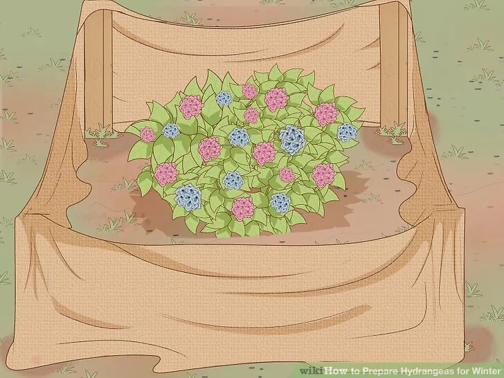 It is necessary to create a ''cage'': how to properly prepare hydrangeas for winter