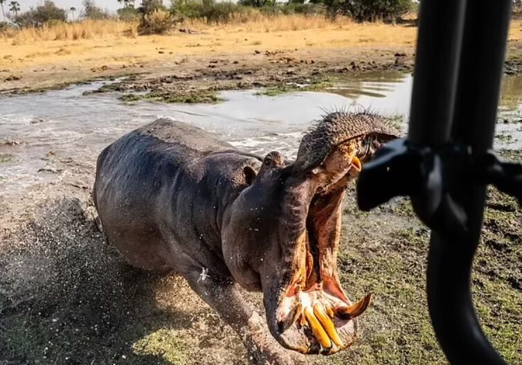 Hipopotam w Botswanie atakuje turystów i przegryza drzwi SUV-a (wideo)