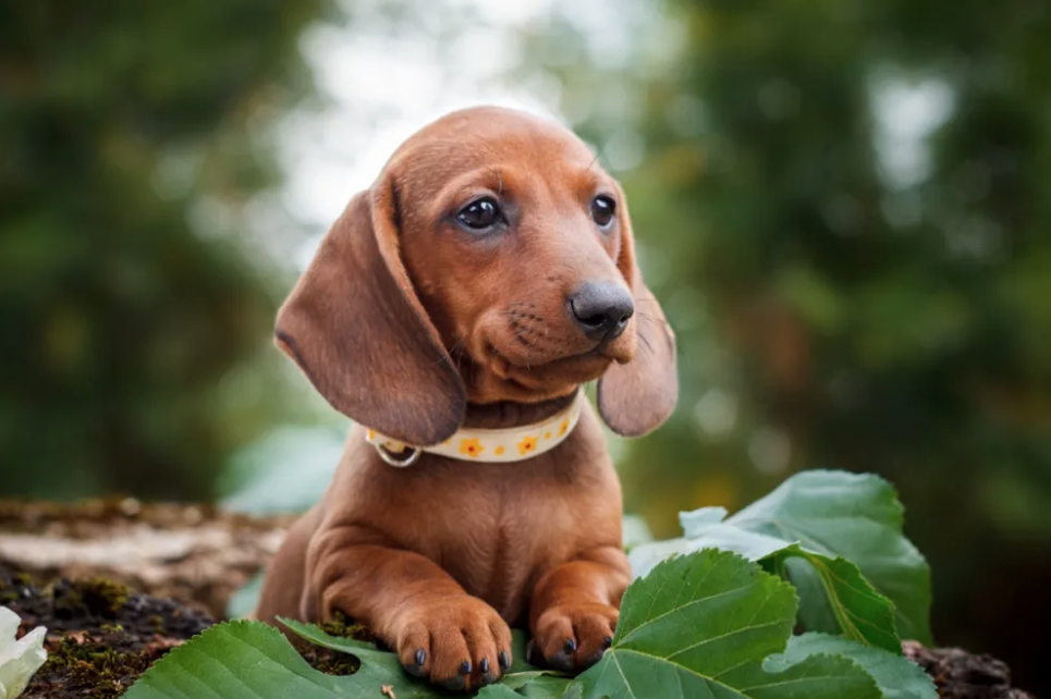 Dachshund