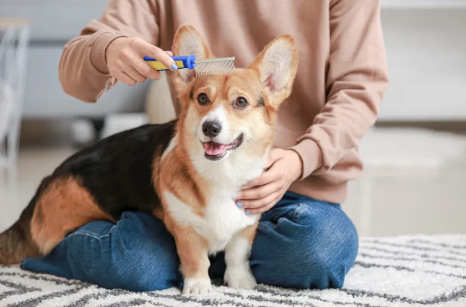 Corgi