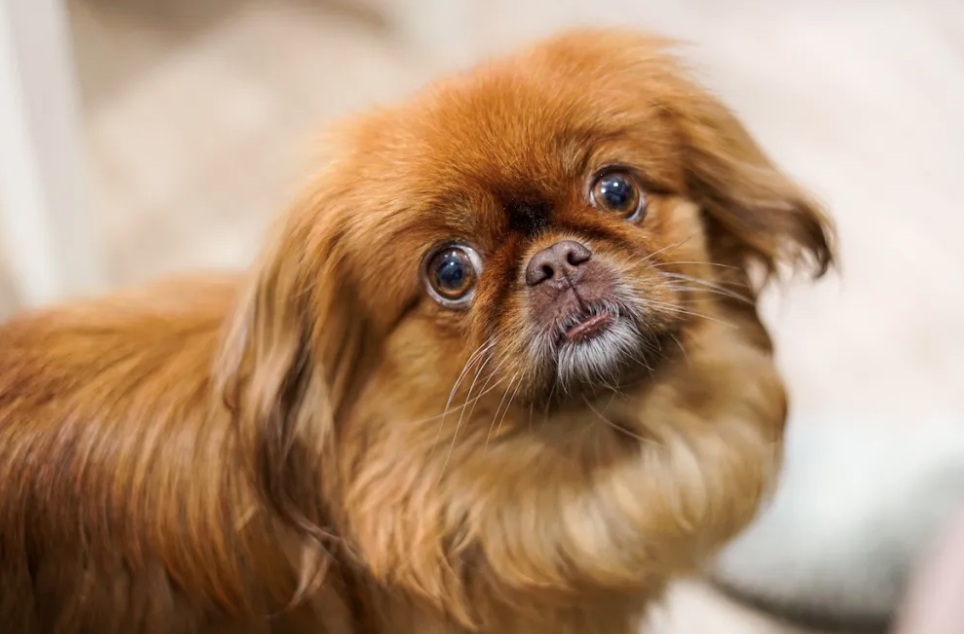 Pekingese