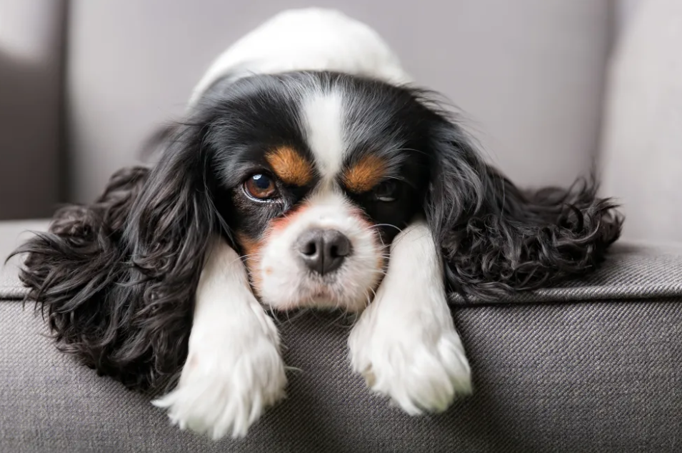 Cavalier King Charles Spaniel