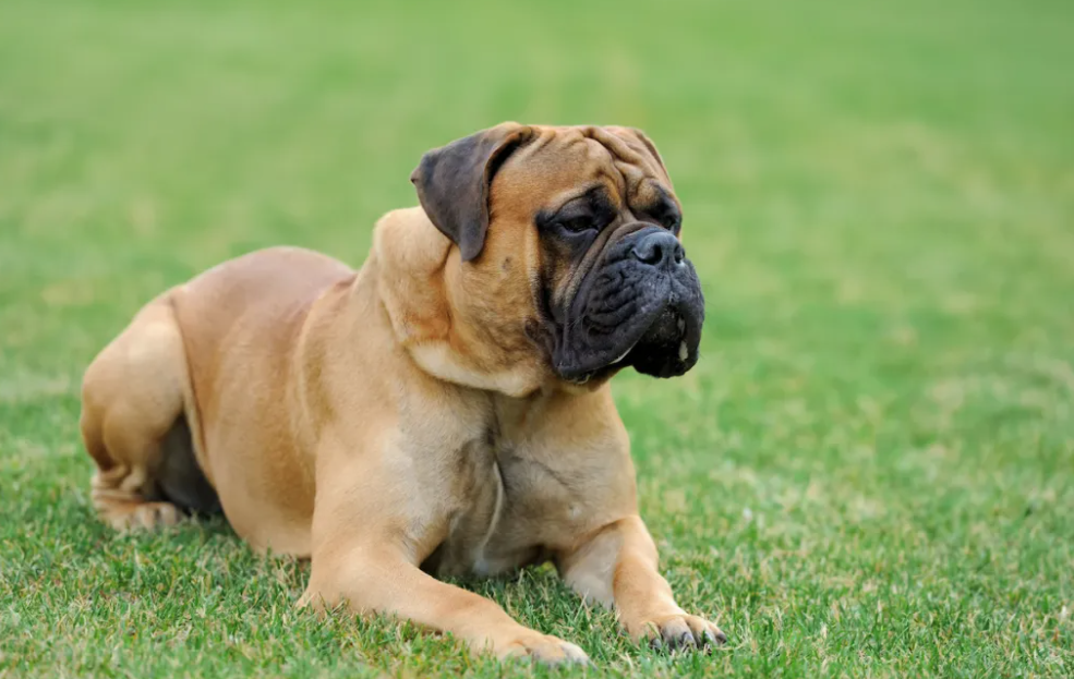 English Mastiff