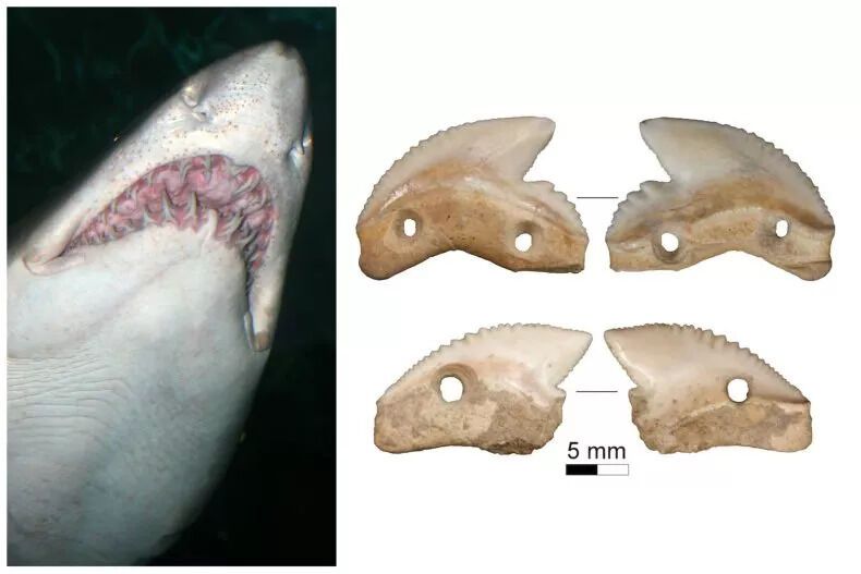 На індонезійському острові виявили 7000-літні ножі, зроблені із зубів тигрової акули (фото)