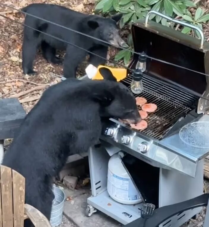В США медведи ворвались на пикник: съели котлеты для бургеров и выпили колу (фото и видео)