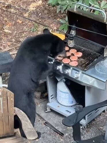 В США медведи ворвались на пикник: съели котлеты для бургеров и выпили колу (фото и видео)