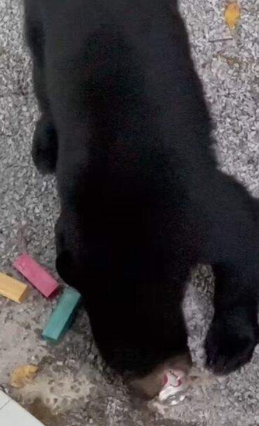 У США ведмеді увірвалися на пікнік: з'їли котлети для бургерів і випили колу (фото та відео)