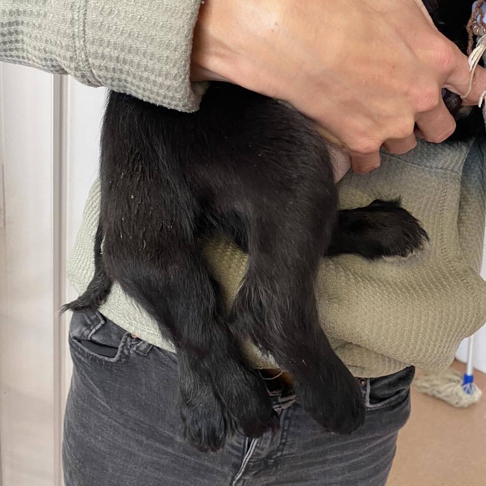 A dog with six legs was found in Britain (photos and video)