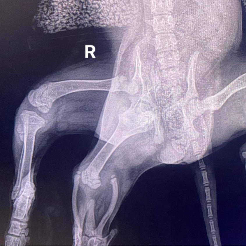 A dog with six legs was found in Britain (photos and video)