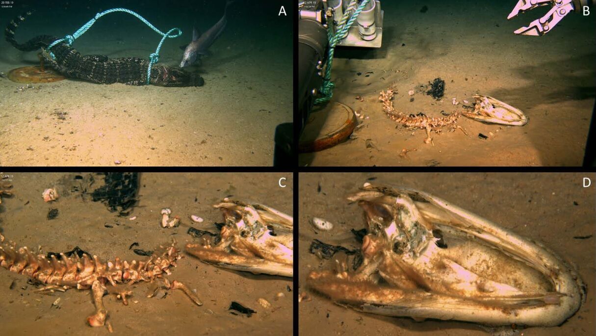 Ученые с помощью мертвых аллигаторов нашли новое гигантское существо – ''зомби-червя'' Osedax (фото и видео)