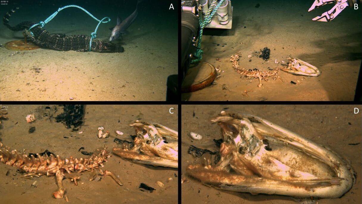 Вчені за допомогою мертвих алігаторів знайшли нову гігантську істоту – ''зомбі-хробака'' Osedax (фото та відео)