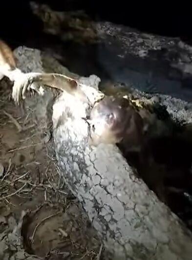 Мисливець з Бразилії заявив, що підстрелив чупакабру (відео та фото)