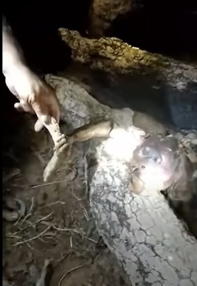 Охотник из Бразилии заявил, что подстрелил чупакабру (видео и фото)