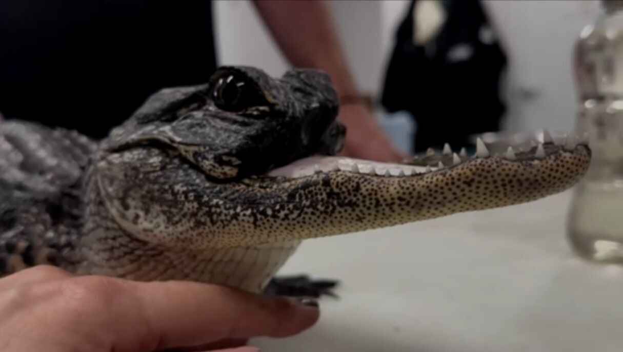 Редкого аллигатора без верхней челюсти нашли в США (видео и фото)