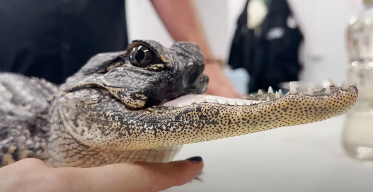 Редкого аллигатора без верхней челюсти нашли в США (видео и фото)