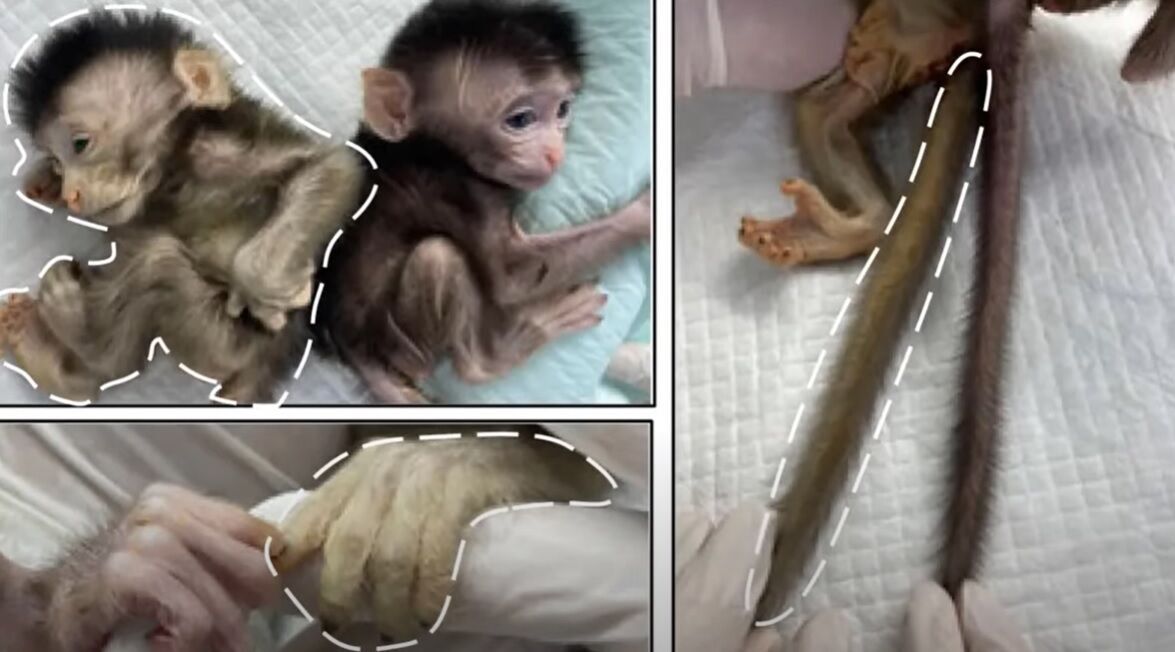 У Китаї виростили першу в історії флуоресцентну мавпу-химеру за допомогою стовбурових клітин (відео)