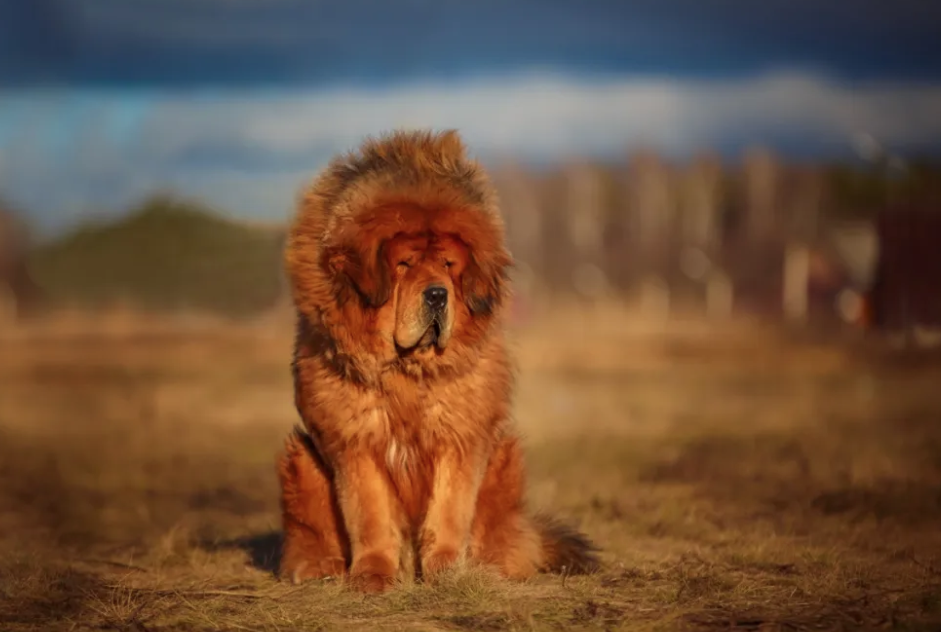 Tibetan mastiff