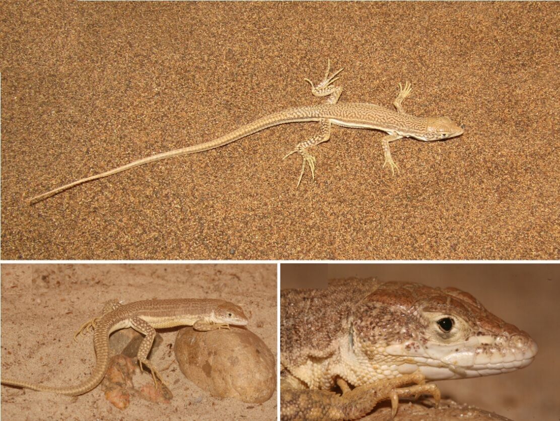 Absolutely new species of lizards with hieroglyphs on their backs found in Iran (photo)
