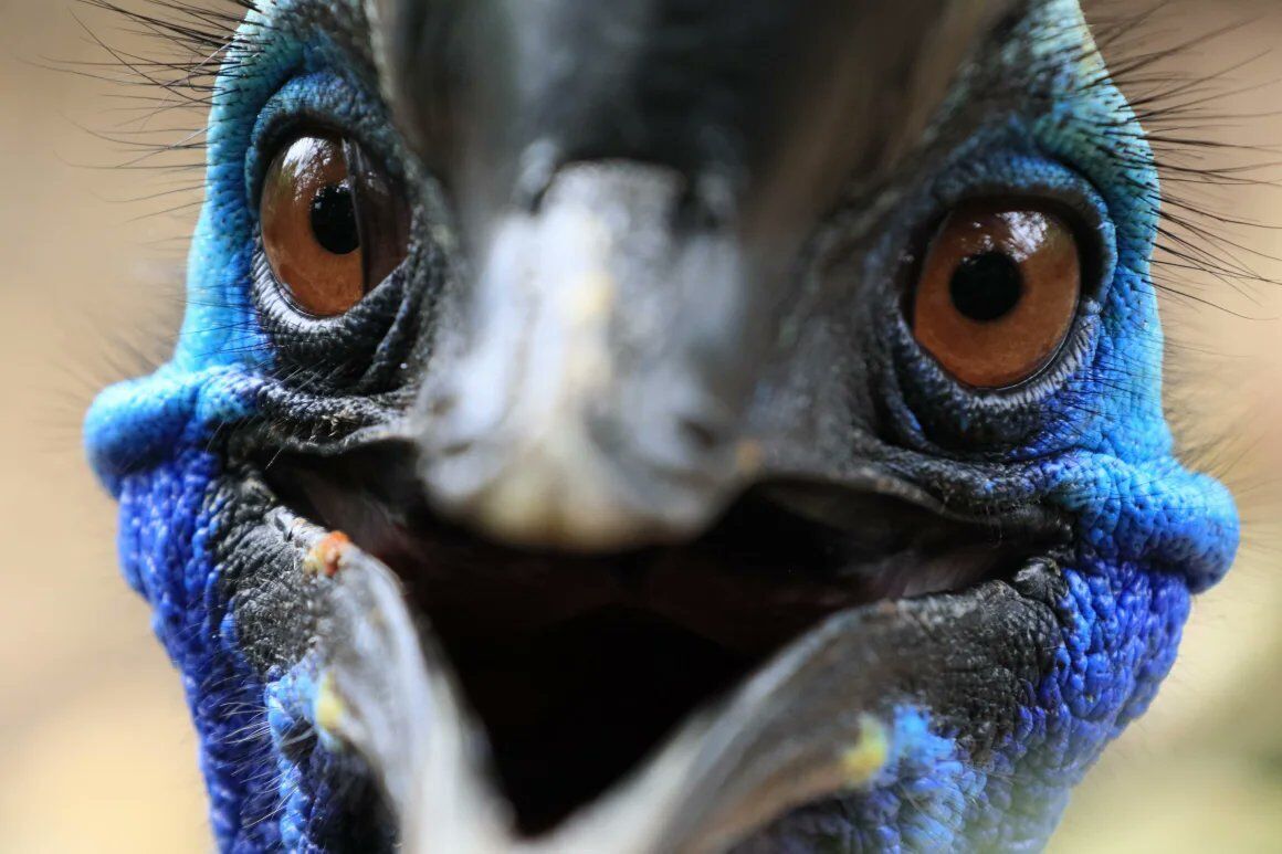В Австралии двухметровая ''самая опасная птица в мире'' плавала в море (видео)