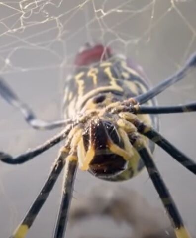 Huge flying spiders have taken over eastern US: photos and video