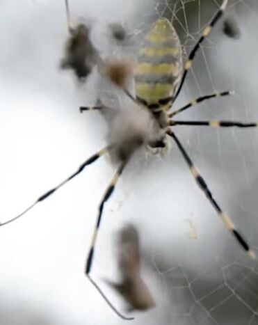 Huge flying spiders have taken over eastern US: photos and video