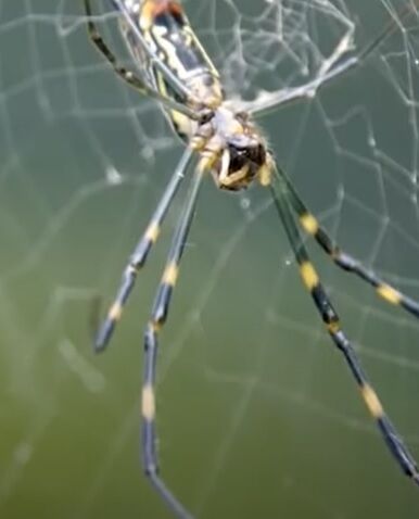 Ogromne latające pająki opanowują wschodnie Stany Zjednoczone: zdjęcia i wideo