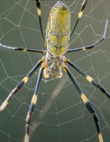 Huge flying spiders have taken over eastern US: photos and video