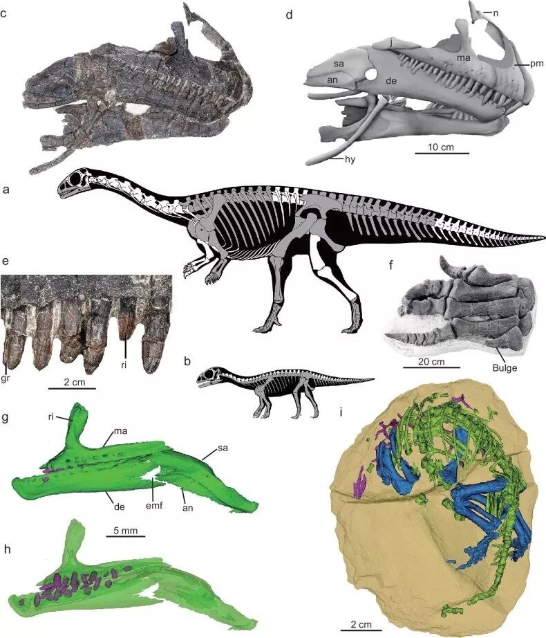 50 ''leathery'' eggs of previously unknown dinosaurs found that died 190 million years ago (photo)